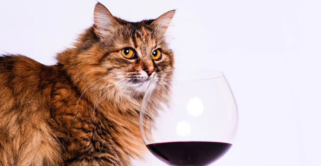 Idee Regali Perfetti: Gli 8 Migliori Regali per Amanti dei Gatti
